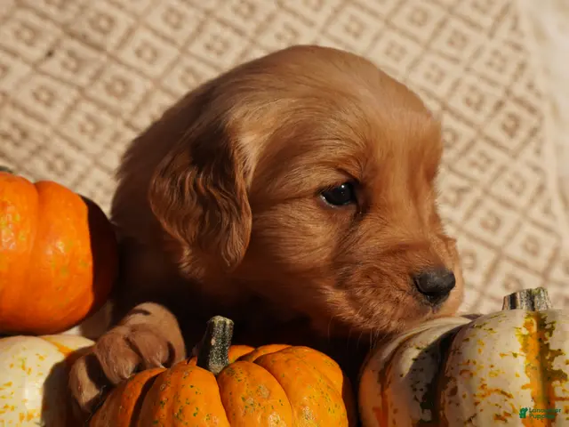 Golden Retriever dogs for sale: Liz - AKC, Genetically Clear - Ad 2