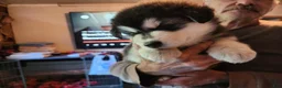 Alaskan Malamute dogs for sale: Meet Hex, she is a red white akc Alaskan malamute female. Lovable and fun to play with.  - Ad 13