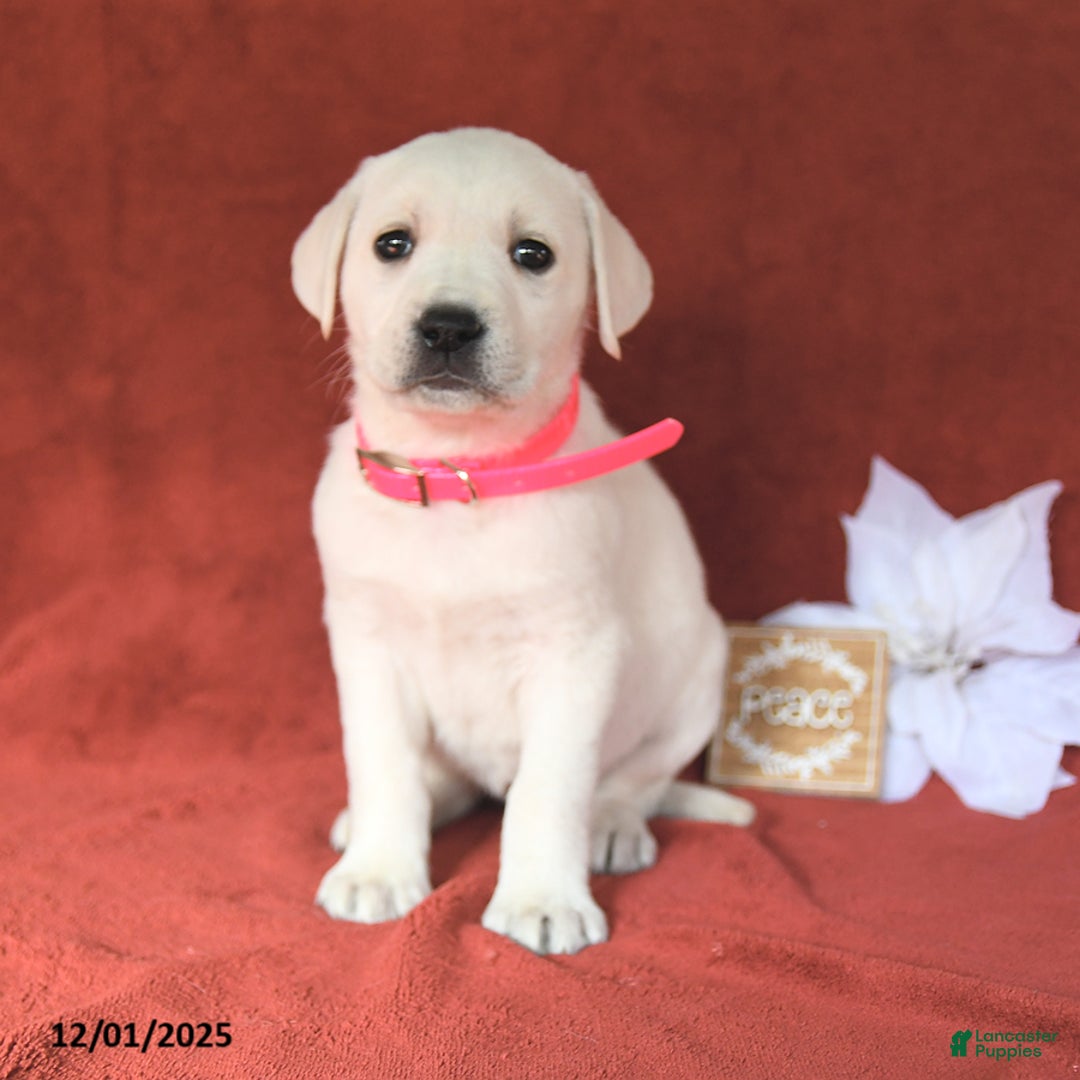 Labrador Retriever dogs for sale: Ella - Ad 1