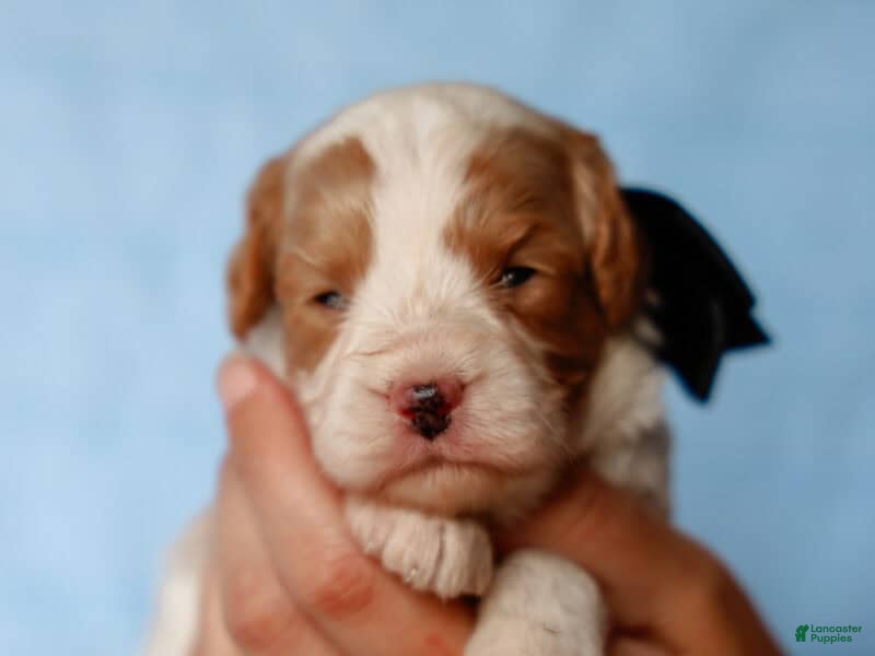 Cavapoo dogs Tio - Ad 32