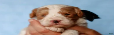 Tio