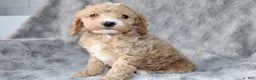 Mixed Breed dogs for sale: CavaPooChon male - JEFFERSON - Ad 4