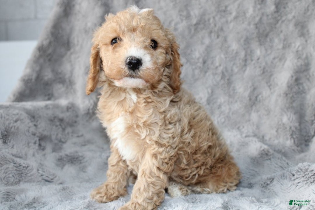 Mixed Breed dogs for sale: CavaPooChon male - JEFFERSON - Ad 4