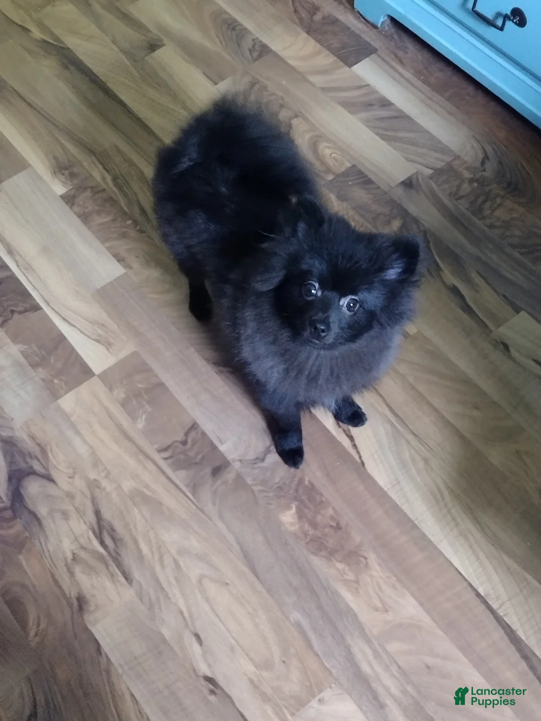 Pomeranian dogs for sale: Pomeranian 1 - Ad 2