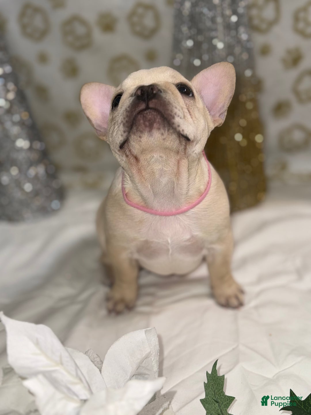 French Bulldog dogs for sale: Star Fire - Ad 3