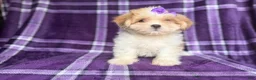 Lhasa Apso dogs for sale: Tessa - Ad 4