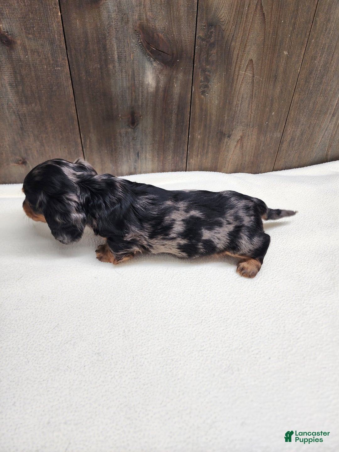 Miniature Dachshund dogs for sale: Miniature Dachshund Puppy 2 - Ad 11