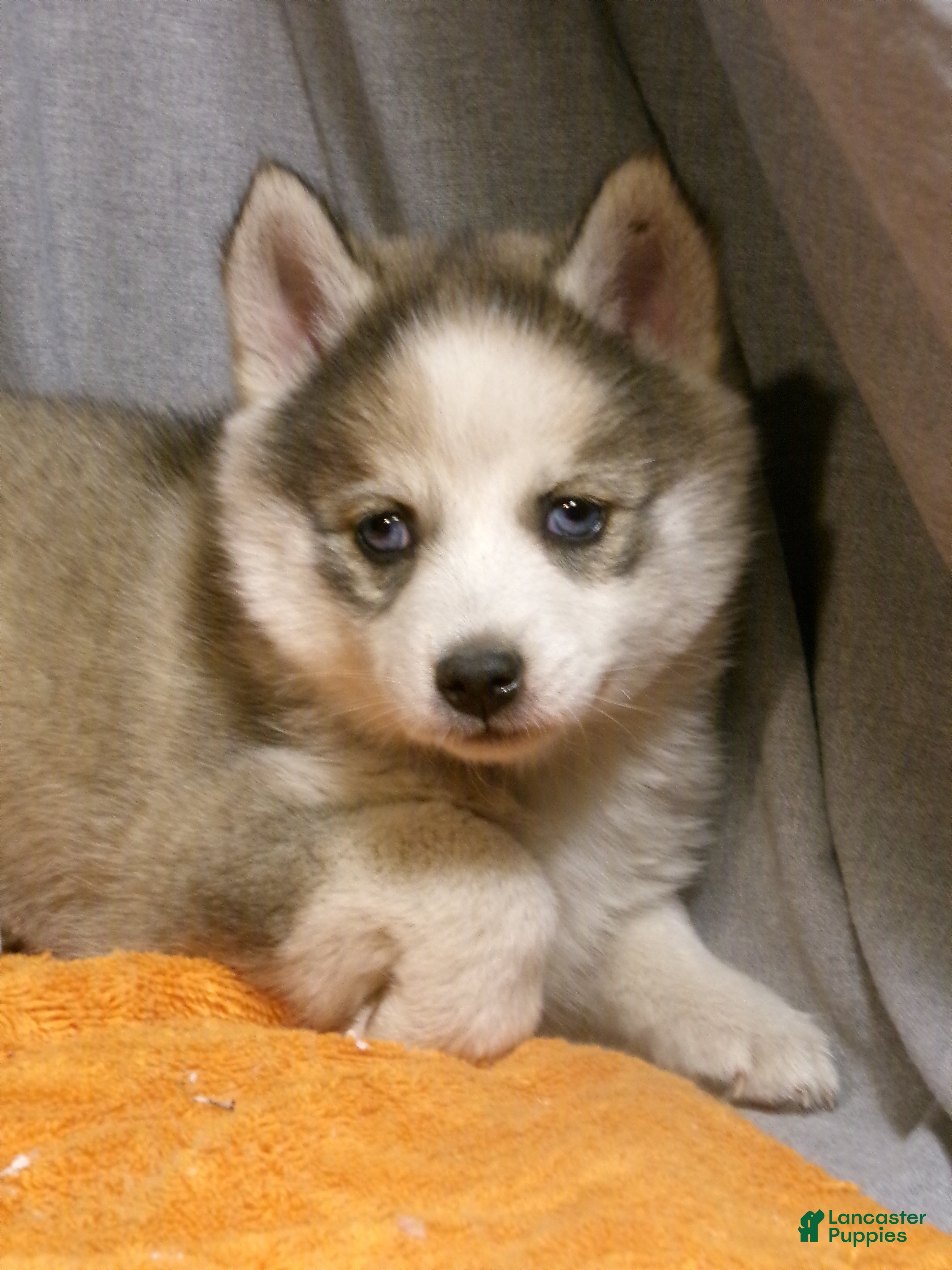 Pomsky dogs Bella - Ad 2