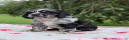 Cocker Spaniel dogs for sale: Chloe - Ad 6