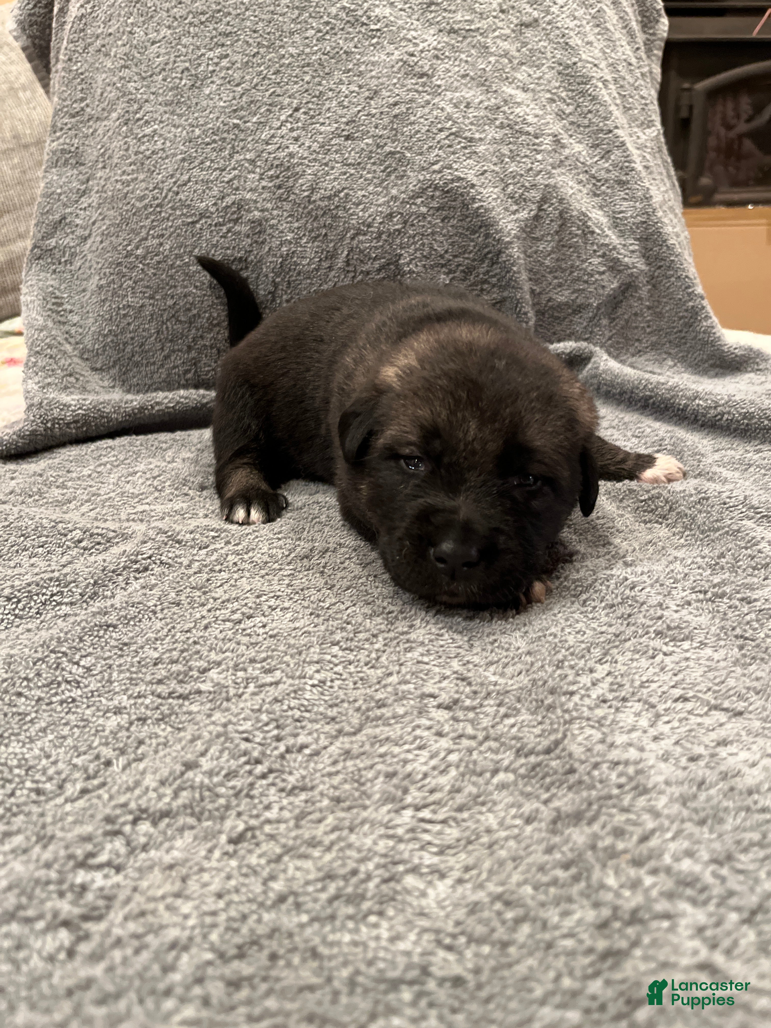 Mixed Breed dogs Boy- Purple - Ad 1