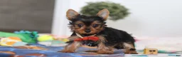 Yorkshire Terrier dogs for sale: Connor - Ad 6