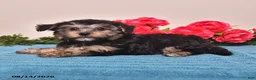 Yorkiepoo dogs for sale: Reba - Ad 4