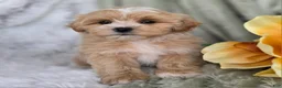 Shihpoo dogs for sale: Kip - Ad 15