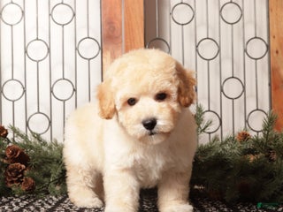 Bichpoo dogs Bear - Ad 10