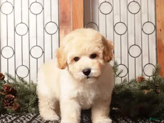 Bichpoo dogs Bear - Ad 6