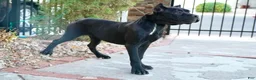 Cane Corso dogs for sale: Channel - Ad 2