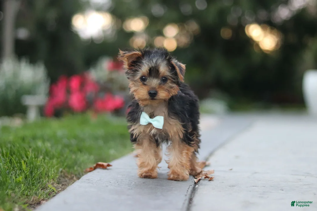 Yorkiepoo dogs for sale: Tucker - Ad 1