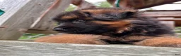 German Shepherd dogs for sale: Fluffball - Ad 8