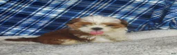 Shih Tzu dogs for sale: Harry - Ad 11