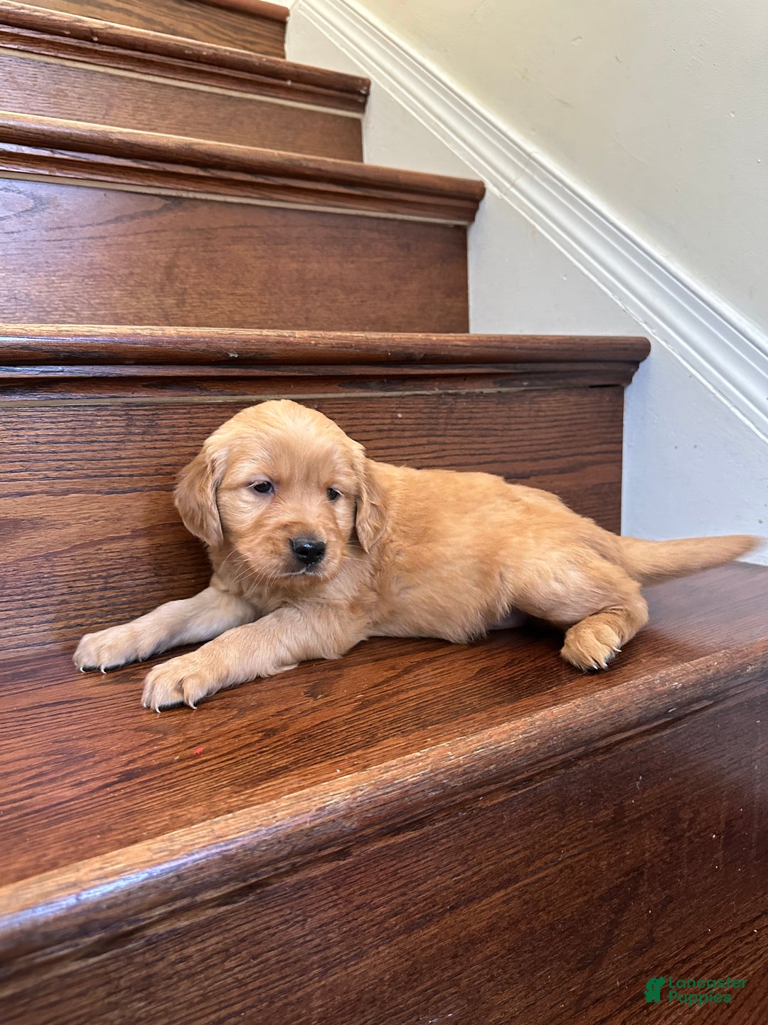 Golden Retriever dogs for sale: Eve - Ad 3