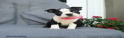 Boston Terrier dogs for sale: Chip - Ad 5