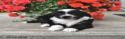 Mini Aussiedoodle dogs for sale: Tommy - Ad 3