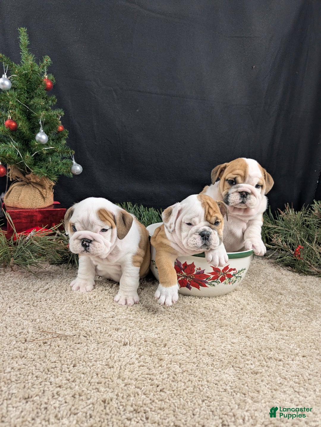 English Bulldog dogs for sale: BJ - Ad 11