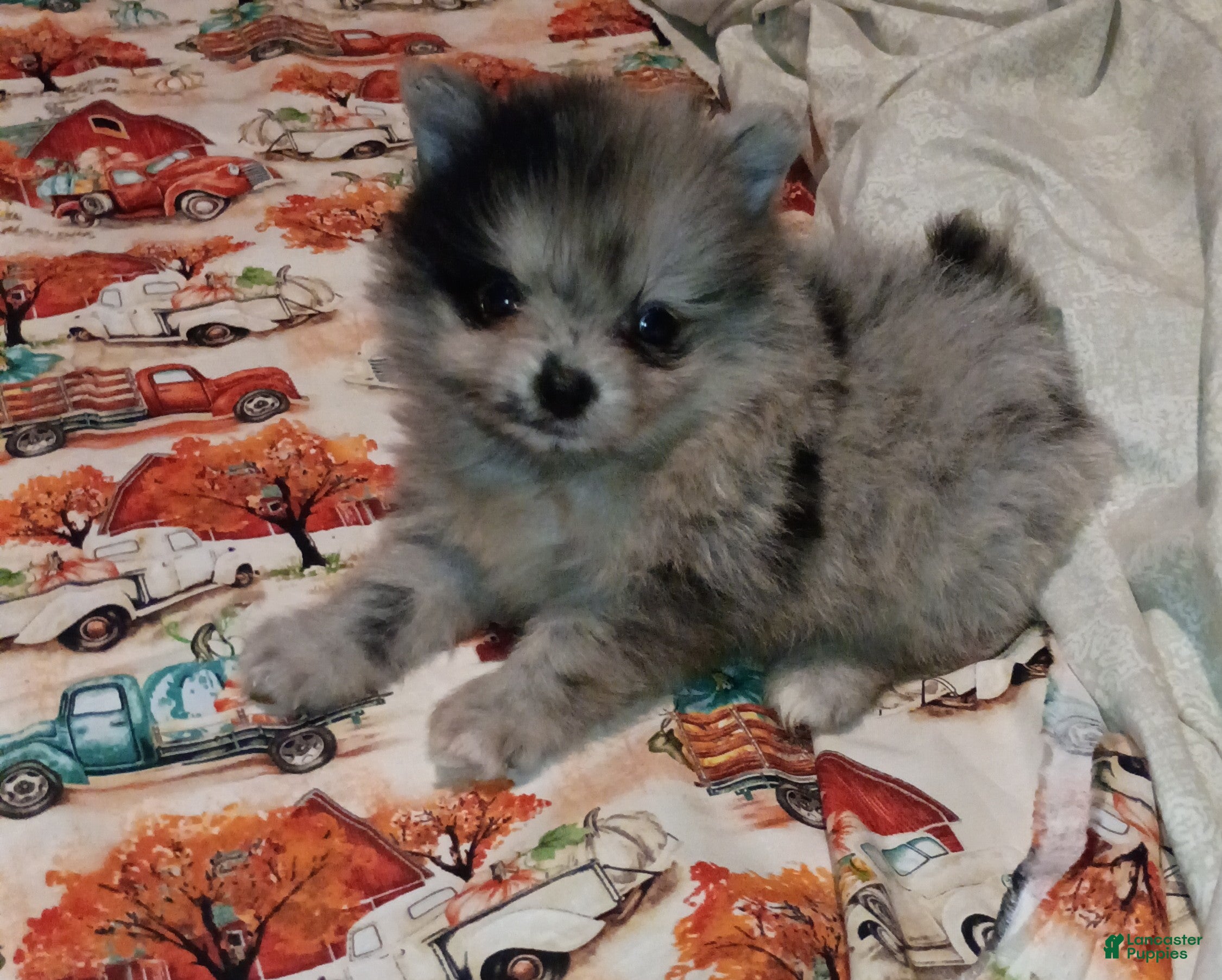 Pomeranian dogs Pomeranian 1 - Ad 2