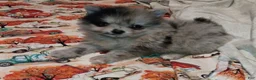 Pomeranian dogs for sale: Pomeranian 1 - Ad 2