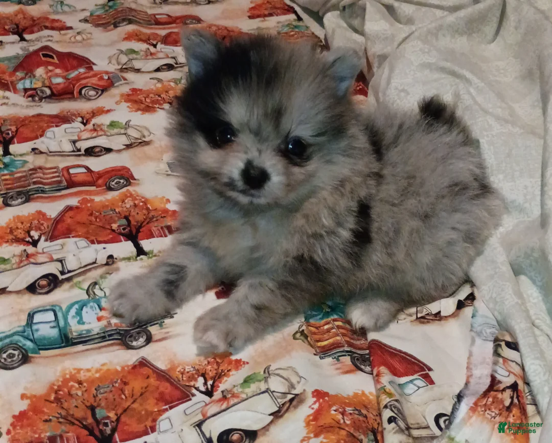 Pomeranian dogs for sale: Pomeranian 1 - Ad 2