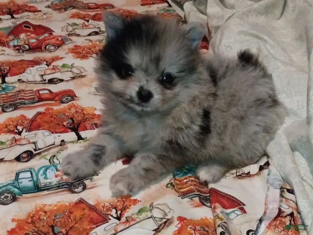 Pomeranian dogs for sale: Pomeranian 1 - Ad 2