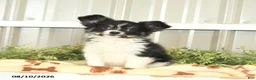 Papillon dogs for sale: Mitch - Ad 9