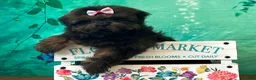 Shih Tzu dogs for sale: Daisy - Ad 1