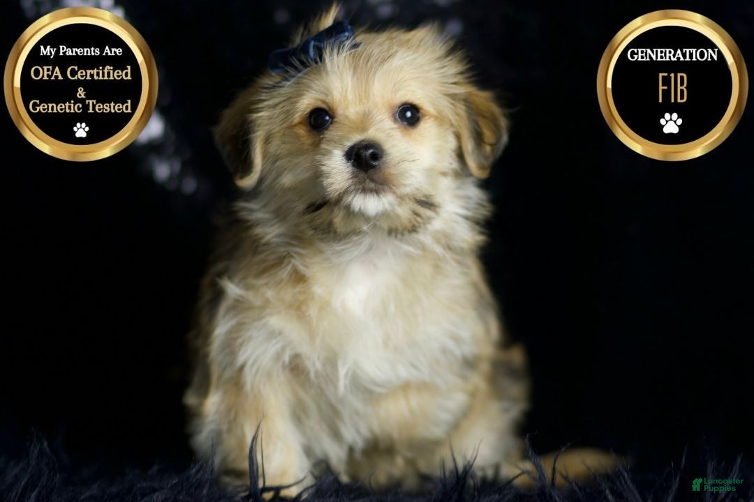 Maltipoo dogs for sale: Vizio - Ad 7