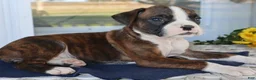 Boxer dogs for sale: Ginger- Champion lines - Ad 1
