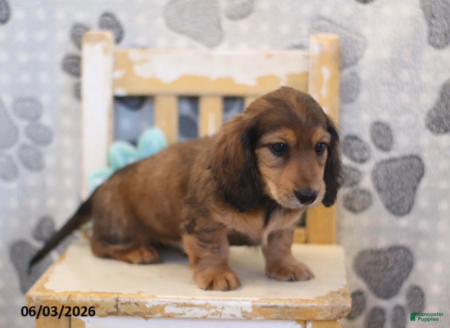 Miniature Dachshund dogs for sale: Zeke - Ad 5
