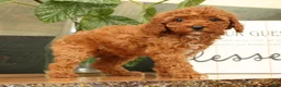 Miniature Poodle dogs for sale: Ava - Ad 5