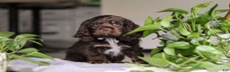 Cocker Spaniel dogs for sale: Milo - Ad 1