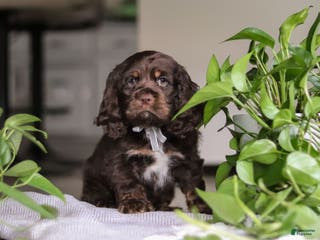 Cocker Spaniel dogs Milo - Ad 6