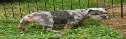 English Bulldog dogs for sale: Sparkle lilac and tan merle  - Ad 10