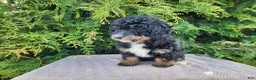 Mini Bernedoodle dogs for sale: Karly - Ad 2