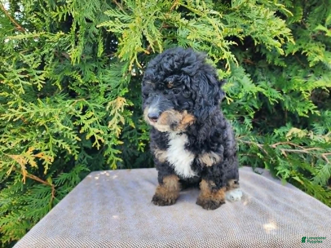 Mini Bernedoodle dogs for sale: Karly - Ad 2