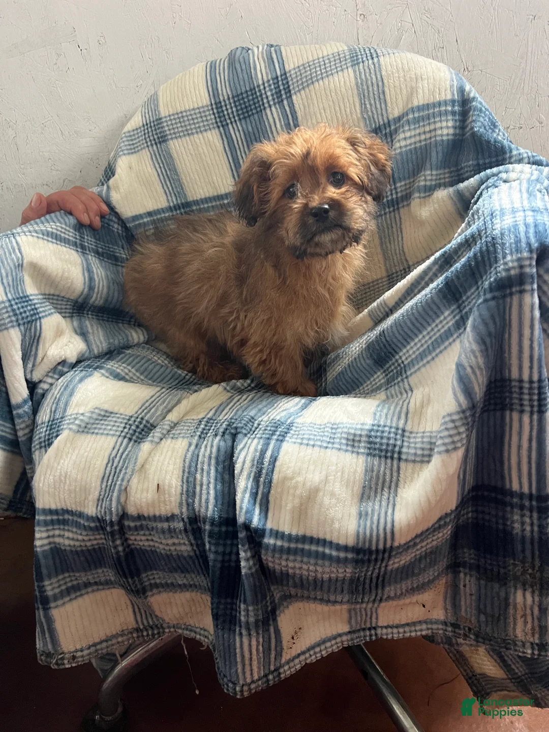 Shihpoo dogs for sale: Danny Boy - Ad 1