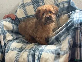 Shihpoo dogs Danny Boy - Ad 24