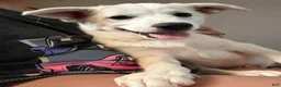 Mixed Breed dogs for sale: $100 BOTH MALES - Ad 3