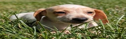 Miniature Dachshund dogs for sale: Eclair - Ad 3