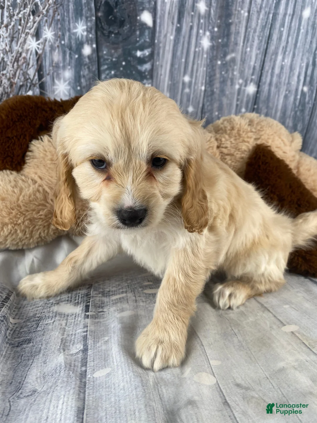 Cavapoo dogs for sale: Bonnie - Ad 6