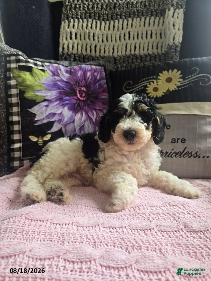 Miniature Poodle dogs Trevor - Ad 2