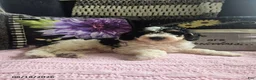 Miniature Poodle dogs for sale: Trevor - Ad 2