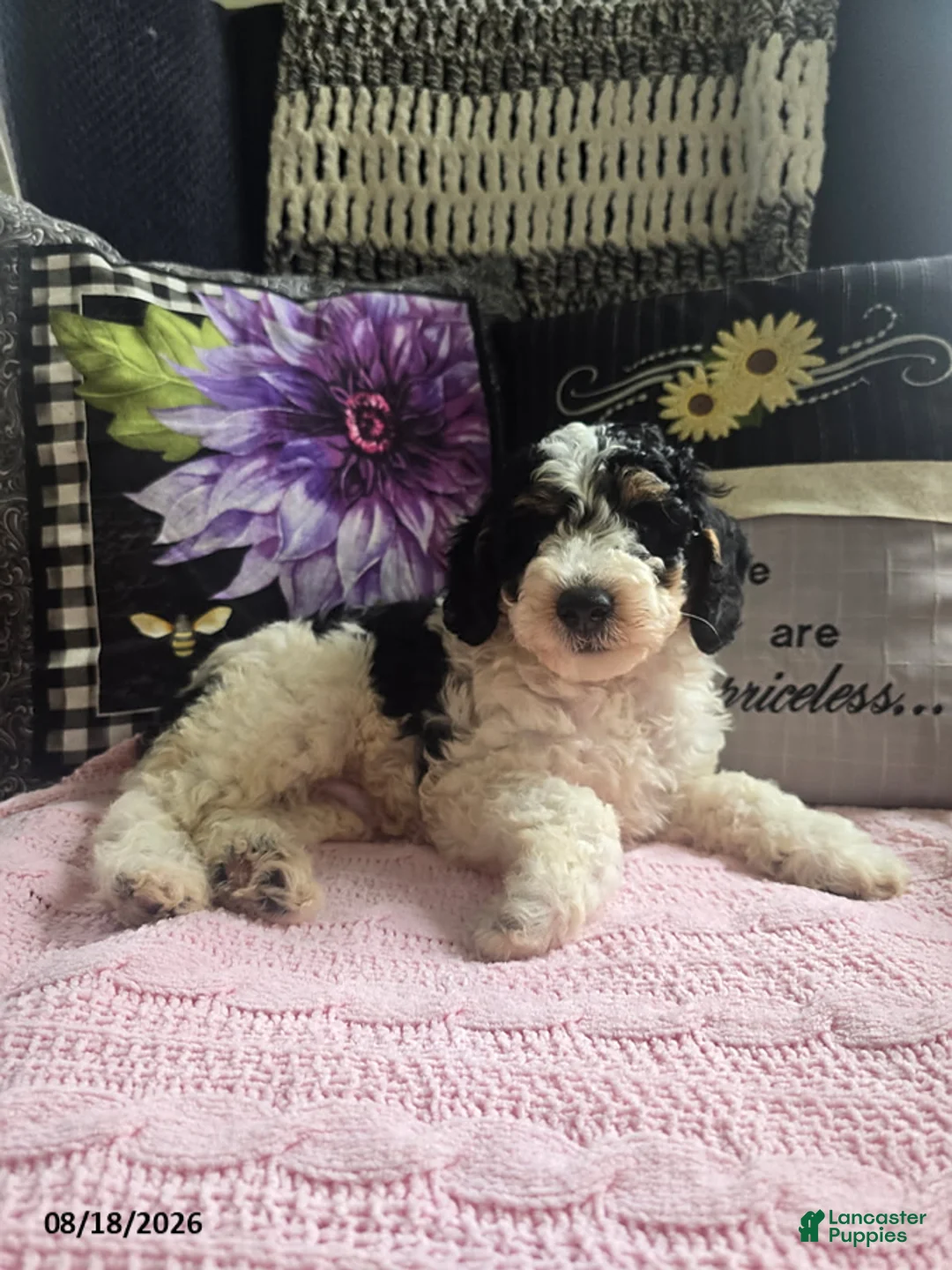 Miniature Poodle dogs for sale: Trevor - Ad 2